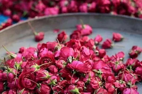 تصویر 2 از قیمت گل محمدی شیراز + خرید باور نکردنی